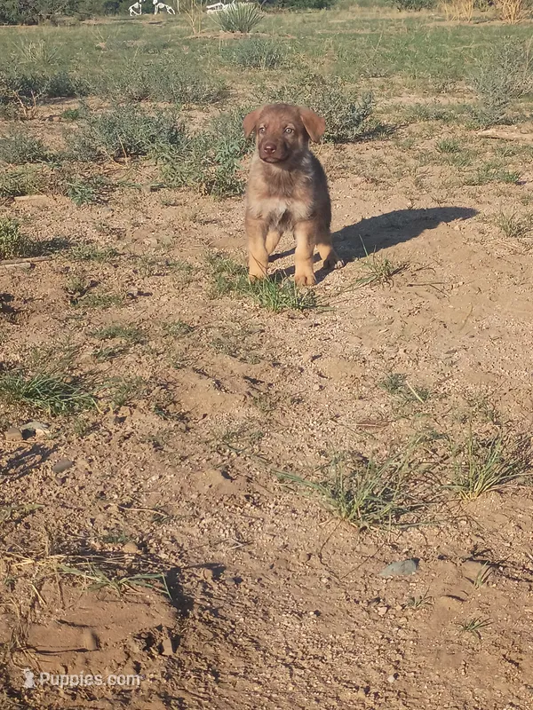 No collar  – German Shepherd Dog puppy for sale in Cochise, AZ