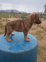 No collar , a female German Shepherd Dog for sale in Cochise, AZ – 1 of 1
