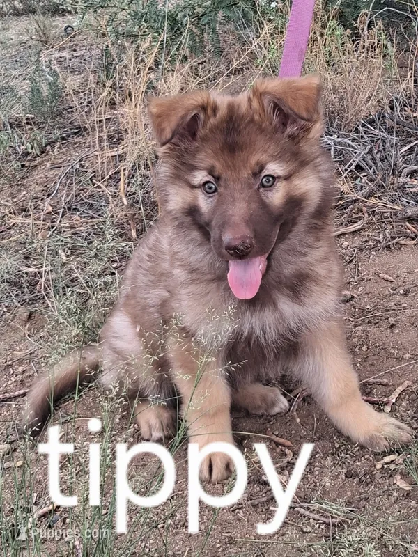 Tippy  – German Shepherd Dog puppy for sale in Cochise, AZ
