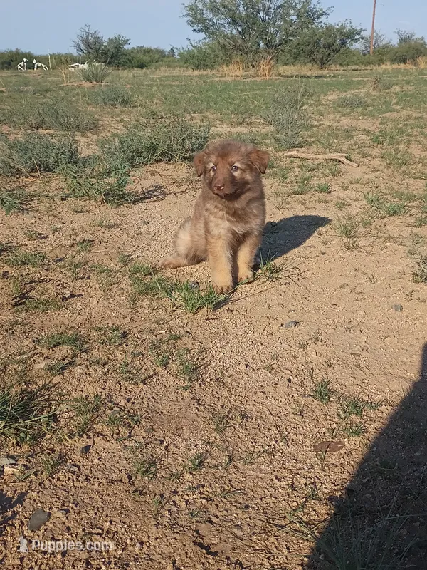 Tippy  – German Shepherd Dog puppy for sale in Cochise, AZ