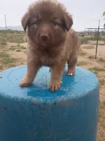 Tippy , a female German Shepherd Dog for sale in Cochise, AZ – 2 of 2