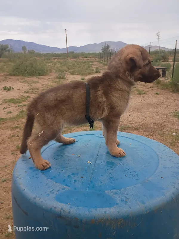 Black female  – German Shepherd Dog puppy for sale in Cochise, AZ