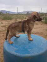Black female , a female German Shepherd Dog for sale in Cochise, AZ – 1 of 1