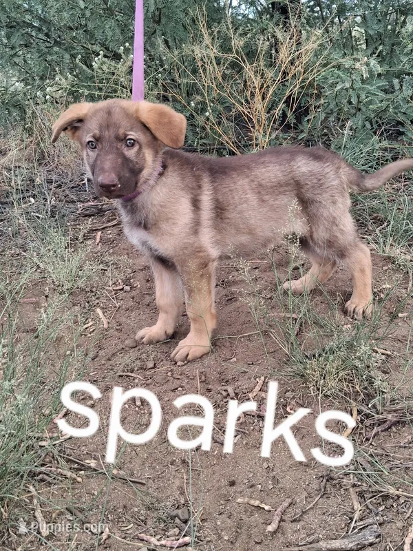 Black female  – German Shepherd Dog puppy for sale in Cochise, AZ