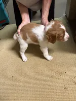 Blue, a male Brittany for sale in Greensboro, GA – 3 of 6