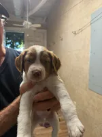 Blue, a male Brittany for sale in Greensboro, GA – 5 of 6