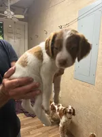 Blue, a male Brittany for sale in Greensboro, GA – 6 of 6