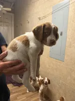Blue, a male Brittany for sale in Greensboro, GA – 4 of 6