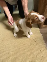 Blue, a male Brittany for sale in Greensboro, GA – 2 of 6
