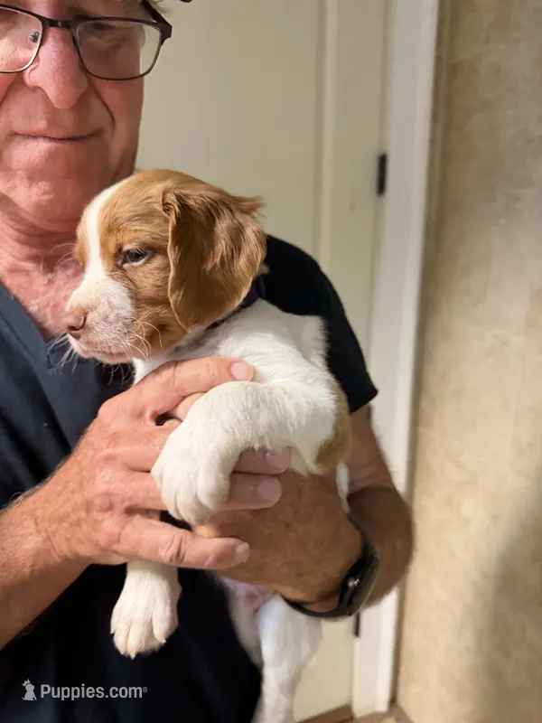 Blue – Brittany puppy for sale in Greensboro, GA
