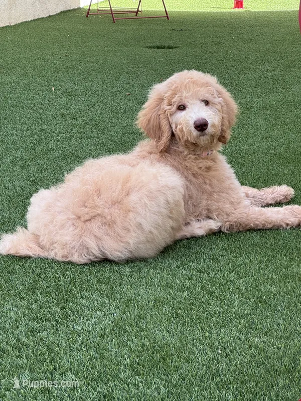 Honey – Poodle - Standard  puppy for sale in Los Angeles, CA