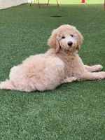 Honey, a female Poodle - Standard  for sale in Los Angeles, CA – 1 of 2
