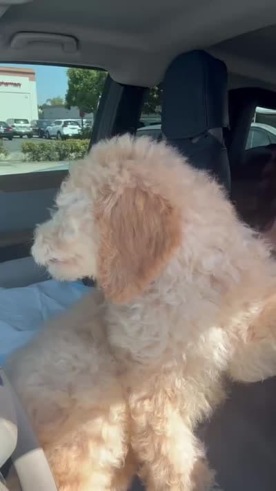Honey, a female Poodle - Standard  for sale in Los Angeles, CA – 2 of 2