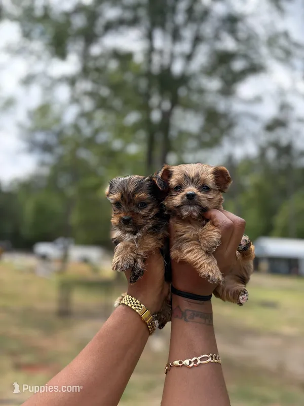 AKC Male Yorkie  – Yorkshire Terrier puppy for sale in Irmo, SC