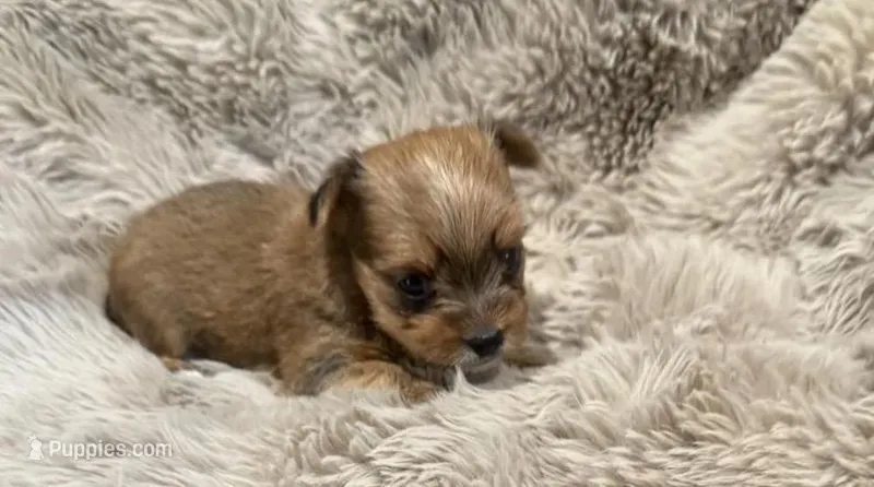 AKC Simba  – Yorkshire Terrier puppy for sale in Irmo, SC