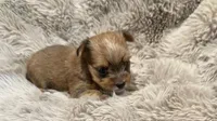 AKC Simba , a male Yorkshire Terrier for sale in Irmo, SC – Photo 1 of 3