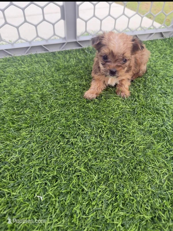 AKC Simba  – Yorkshire Terrier puppy for sale in Irmo, SC