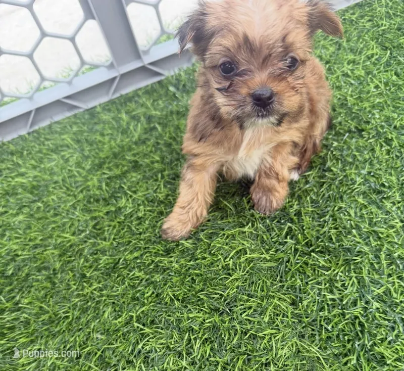 AKC Male Yorkie  – Yorkshire Terrier puppy for sale in Irmo, SC