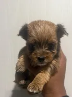 AKC Simba , a male Yorkshire Terrier for sale in Irmo, SC – Photo 3 of 3