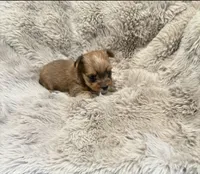 AKC Yorkie Male One, a male Yorkshire Terrier for sale in Columbia, SC – Photo 2 of 2