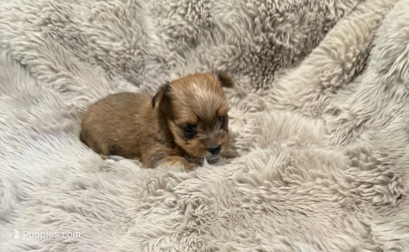 AKC Yorkie Male One – Yorkshire Terrier puppy for sale in Columbia, SC