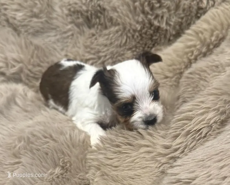 AKC Pearl – Yorkshire Terrier puppy for sale in Irmo, SC