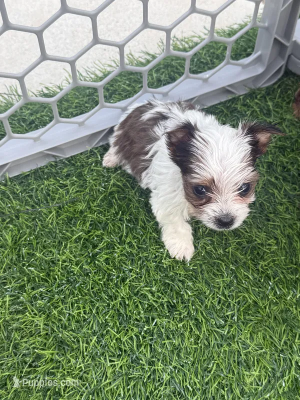 AKC Pearl – Yorkshire Terrier puppy for sale in Irmo, SC