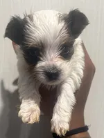 AKC Pearl, a female Yorkshire Terrier for sale in Irmo, SC – Photo 2 of 2