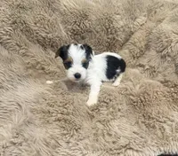 AKC Yorkie Female, a female Yorkshire Terrier for sale in Columbia, SC – Photo 2 of 2