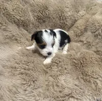 AKC Yorkie Female, a female Yorkshire Terrier for sale in Columbia, SC – Photo 1 of 2