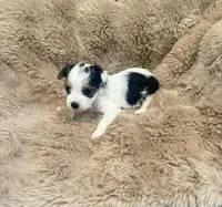 AKC Sadie, a female Yorkshire Terrier for sale in Irmo, SC – Photo 1 of 2