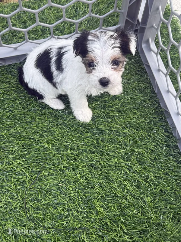 AKC Sadie – Yorkshire Terrier puppy for sale in Irmo, SC