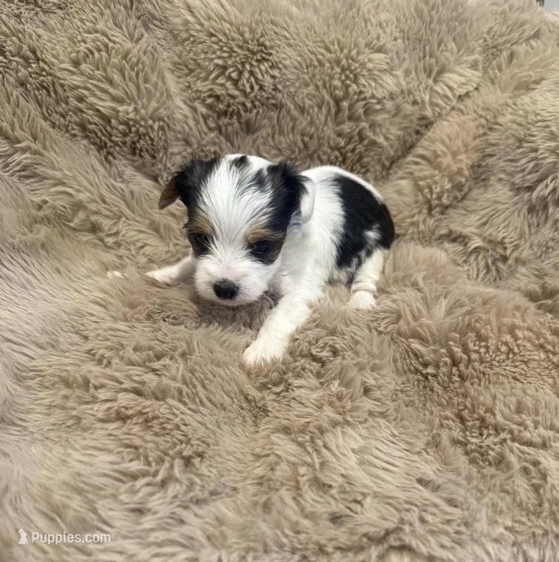 AKC Sadie – Yorkshire Terrier puppy for sale in Irmo, SC