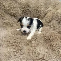 AKC Sadie, a female Yorkshire Terrier for sale in Irmo, SC – Photo 1 of 2