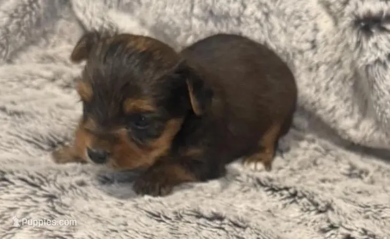 AKC Charlie – Yorkshire Terrier puppy for sale in Irmo, SC