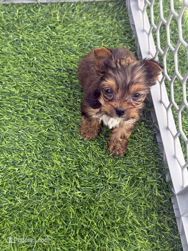 AKC Charlie – Yorkshire Terrier puppy for sale in Irmo, SC