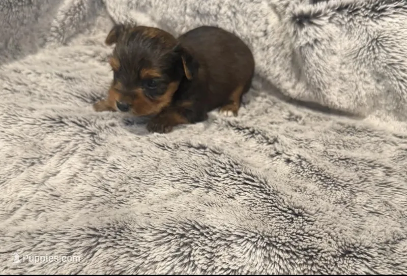 AKC Yorkie Male Two – Yorkshire Terrier puppy for sale in Columbia, SC