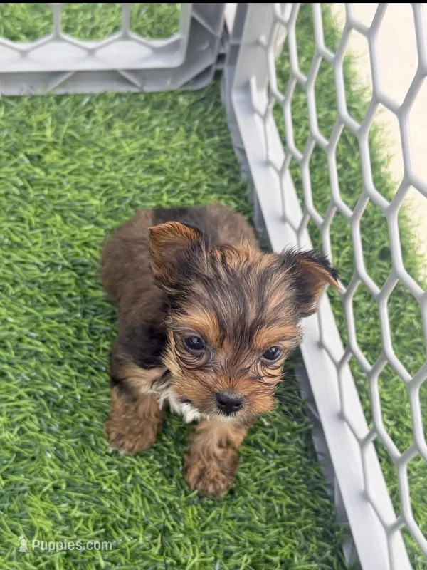 AKC Male Yorkie – Yorkshire Terrier puppy on hold in Irmo, SC