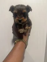 AKC Charlie, a male Yorkshire Terrier for sale in Irmo, SC – Photo 2 of 2