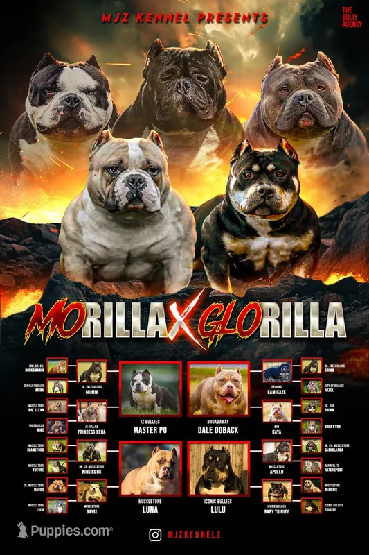 Male 1 – American Bully puppy for sale in Columbia, SC