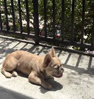 Girl, a female French Bulldog for sale in Cleveland, TX – 2 of 2