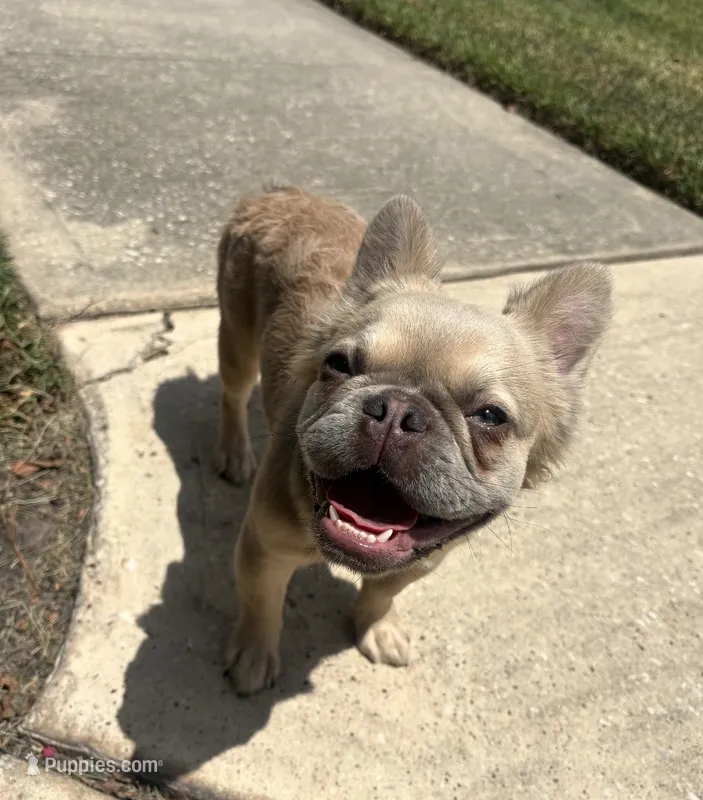 Girl – French Bulldog puppy for sale in Cleveland, TX