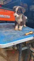 Floyd, a male Australian Shepherd for sale in Amanda, OH – 2 of 2
