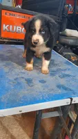 Bob, a male Australian Shepherd for sale in Amanda, OH – 1 of 2