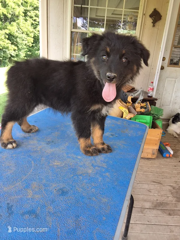Shade – Australian Shepherd puppy for sale in Amanda, OH