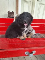 Shade, a male Australian Shepherd for sale in Amanda, OH – 3 of 4