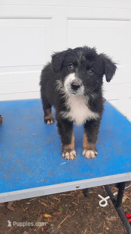 Lily – Australian Shepherd puppy for sale in Amanda, OH