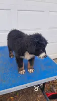 Lily, a female Australian Shepherd for sale in Amanda, OH – 2 of 2