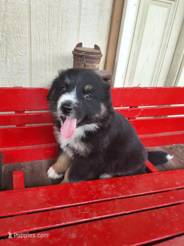 Snip – Australian Shepherd puppy for sale in Amanda, OH