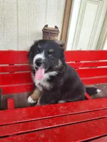 Snip, a male Australian Shepherd for sale in Amanda, OH – 1 of 1